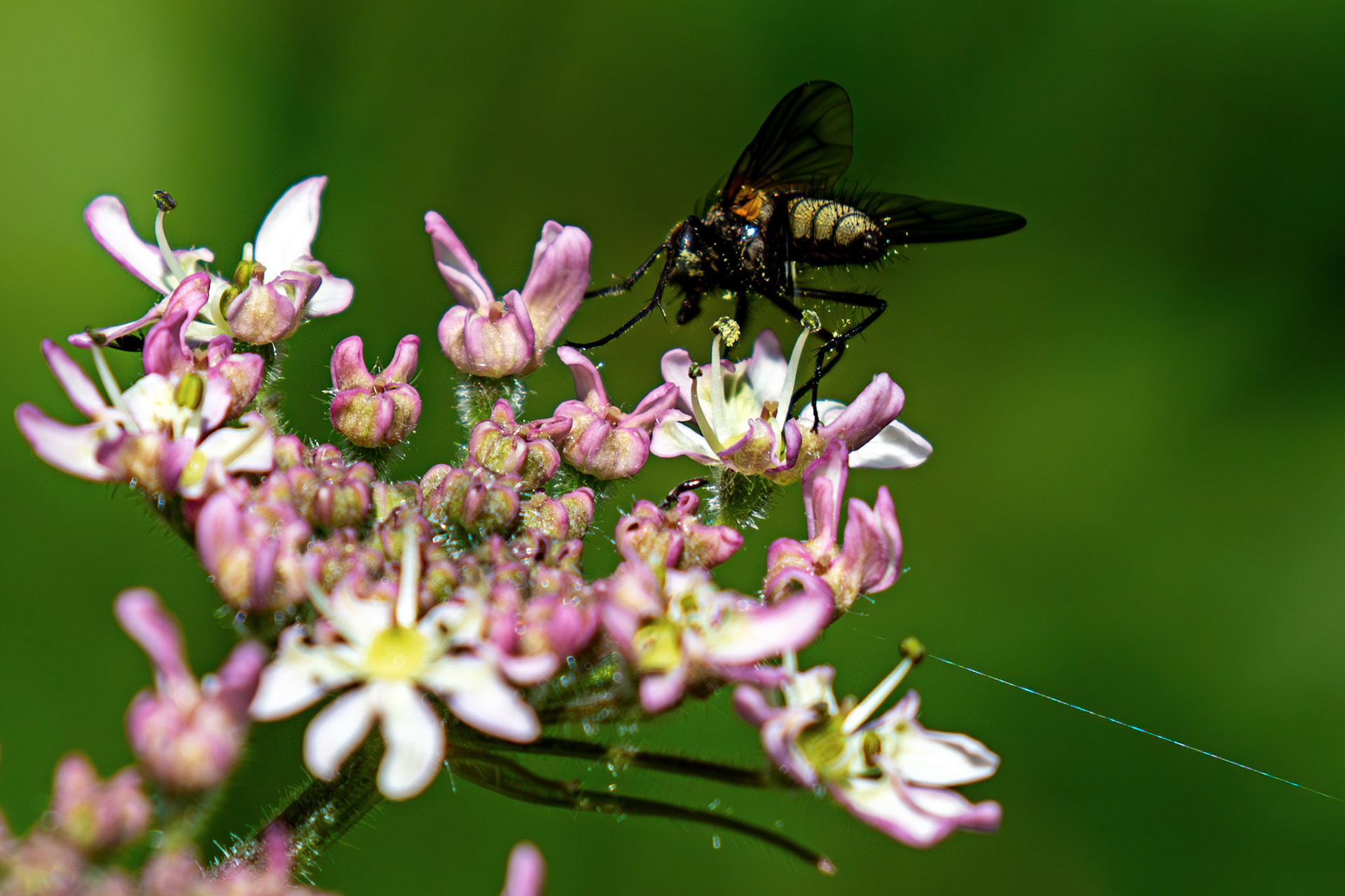 dagger fly (Empis tessellata) at The Knock, Bathgate Hills 20 June 2026
