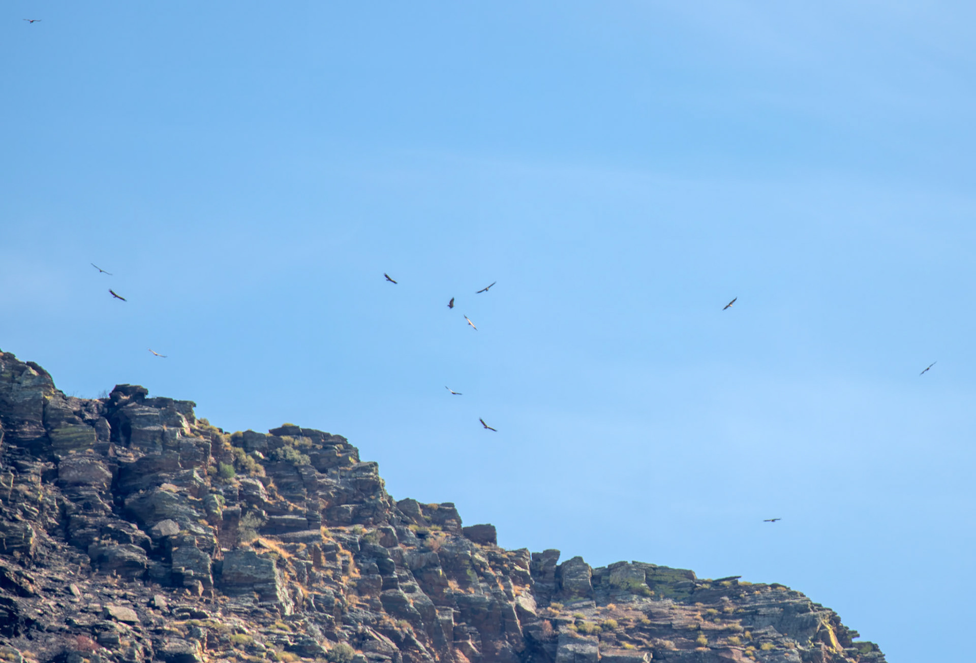 Egyptian vulture (Neophron percnopterus), Griffon Vulture (Gyps fulvus) and Cinereous Vulture (Aegypius monachus) AKA Eurasian Black Vulture  - Barca de Alva 22 August 2026