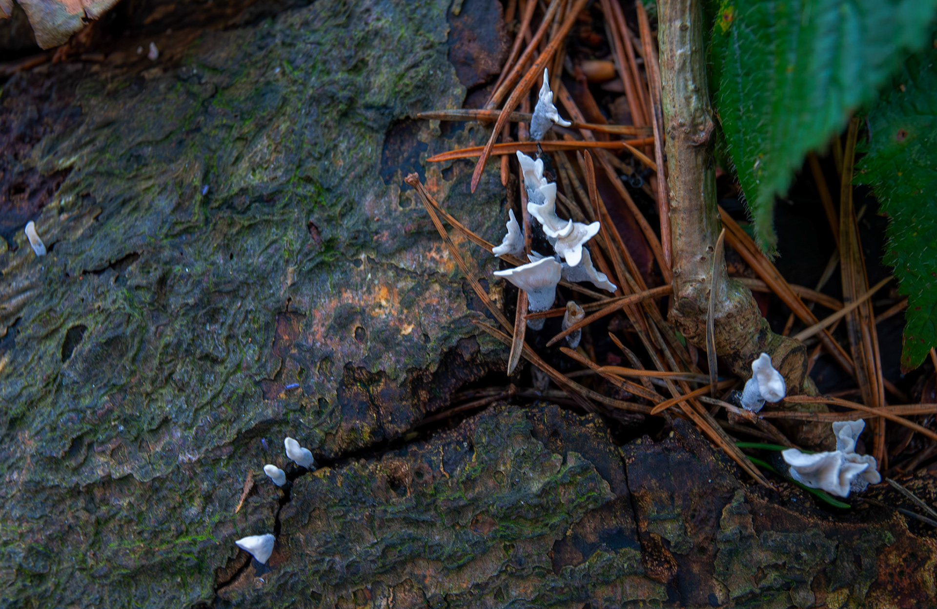 candlesnuff fungus (Xylaria hypoxylon) Deans Woods - 07 November 2025