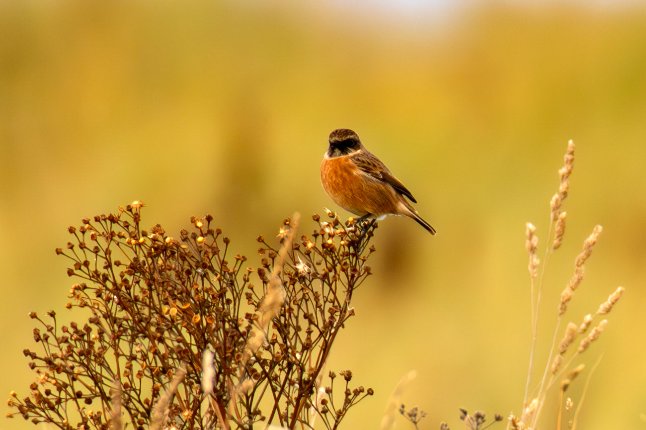 Barns Ness 29 Sept 2024