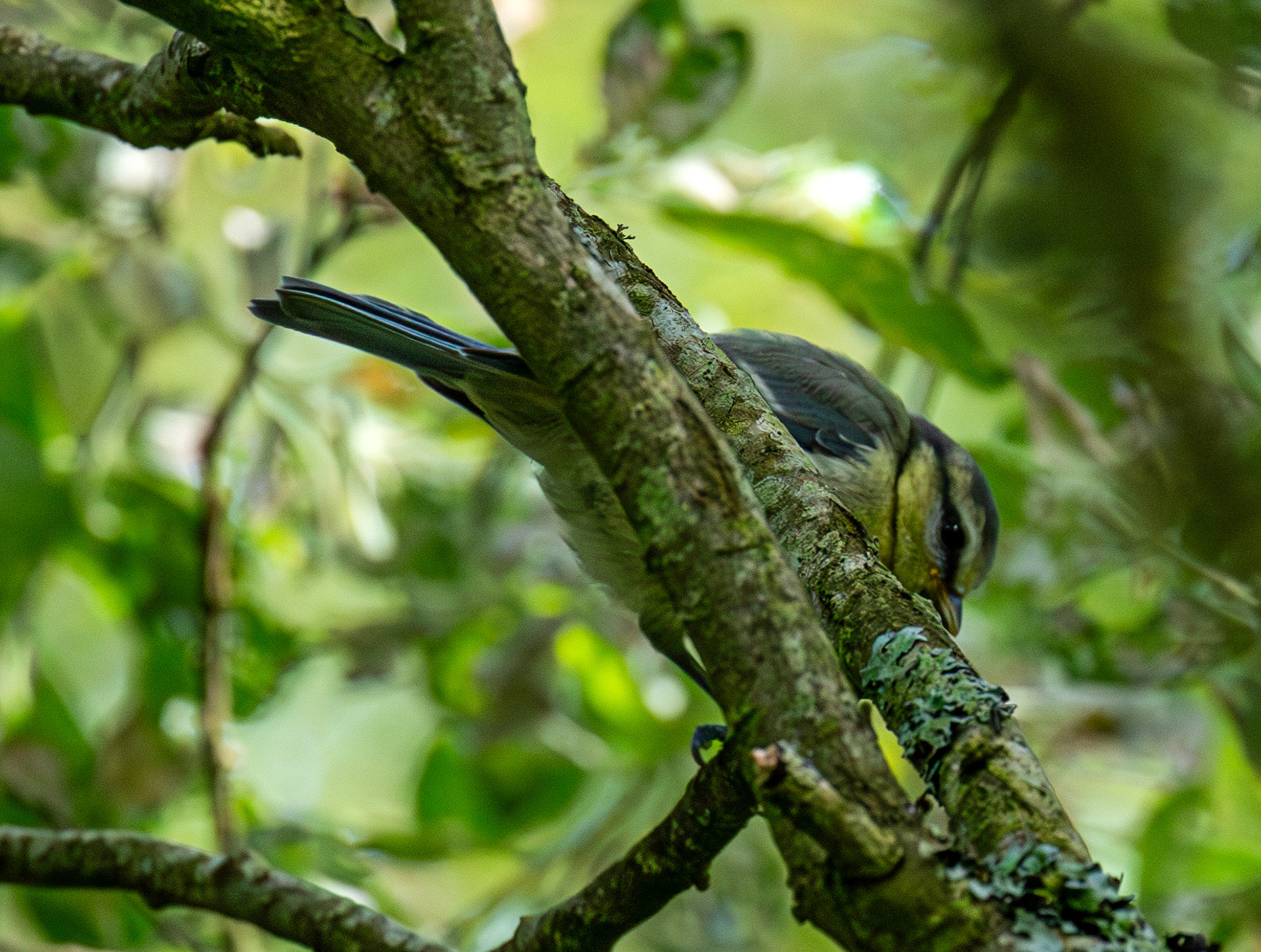 Young Blue Tit - Bavelaw 22 June 2025