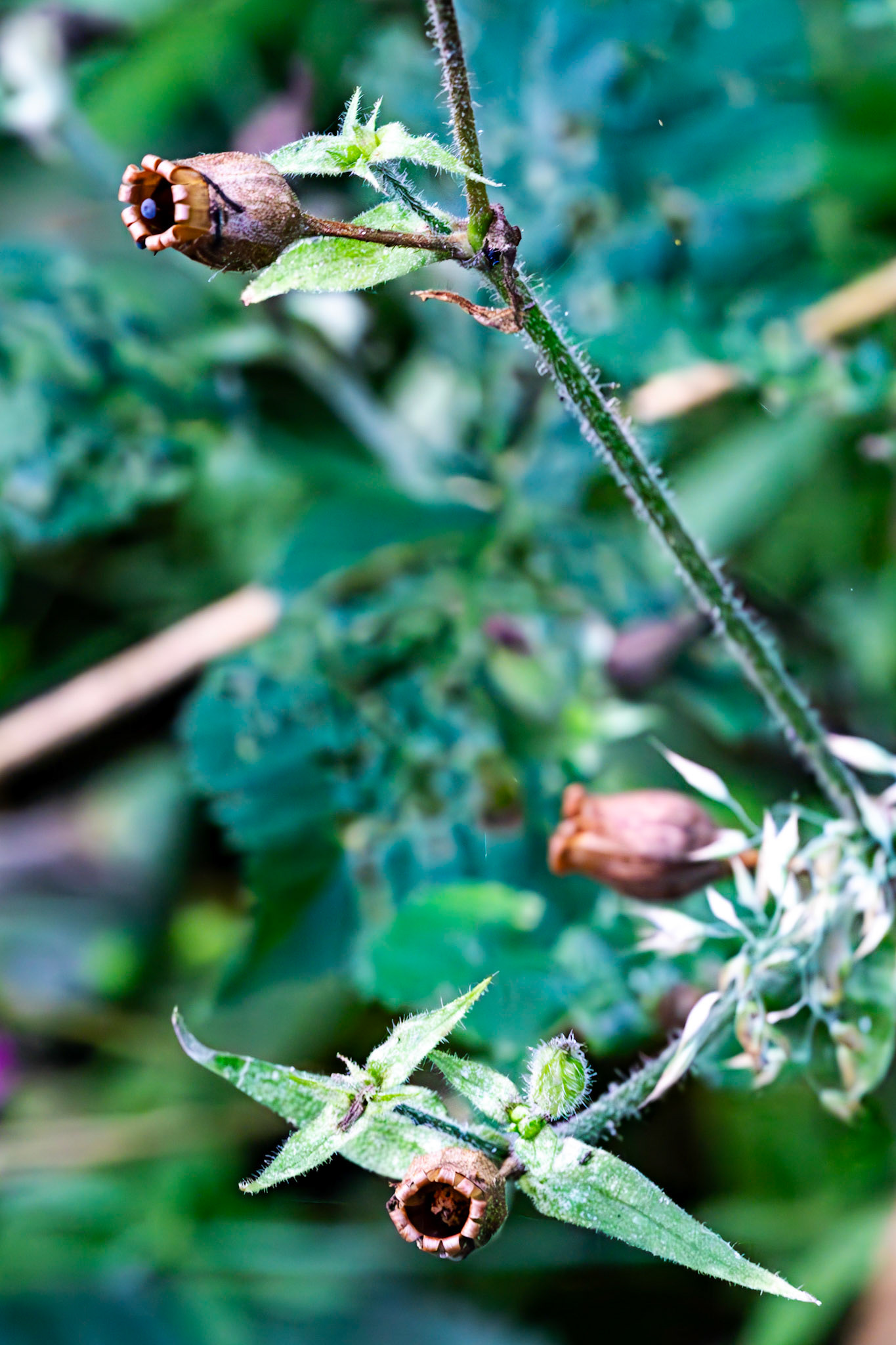 RSPB Loch Lomond 03 August 2024