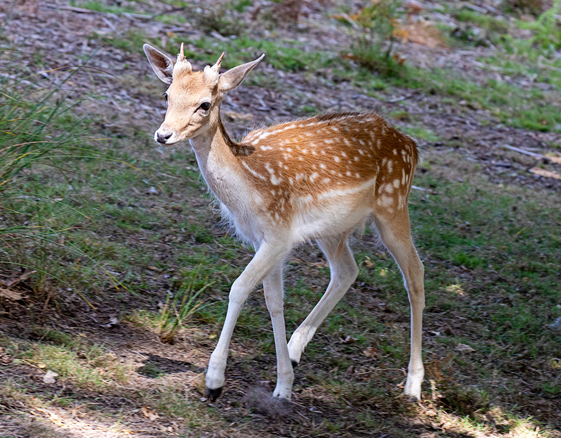 Fallow Deer - Knowle Park, Kent 23 Aug 2025