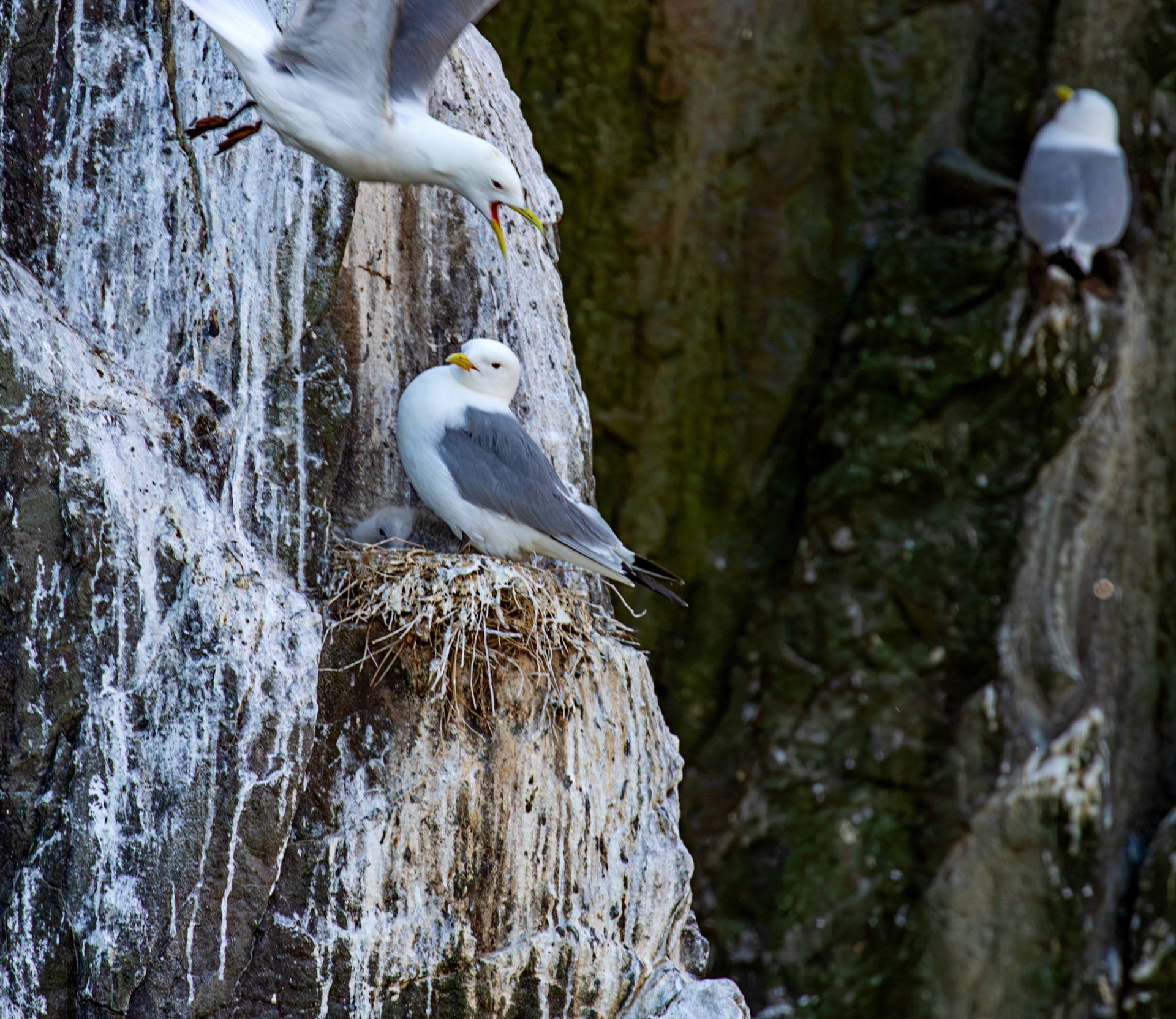 Kittiwakes - Farne Islands 03 July 2026