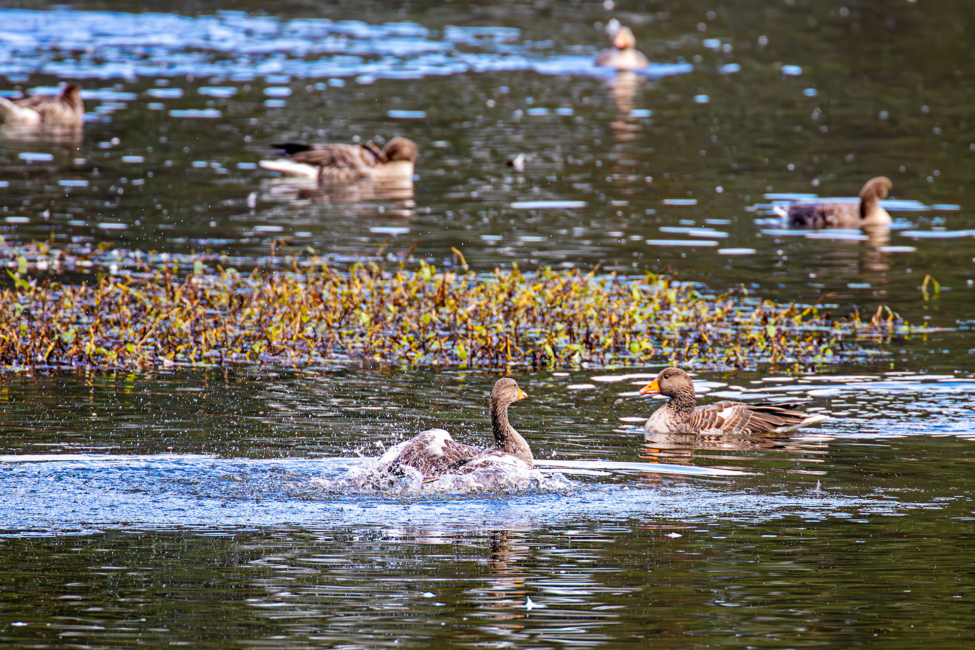 Greylag Geese at Beecraigs 24 September 2024