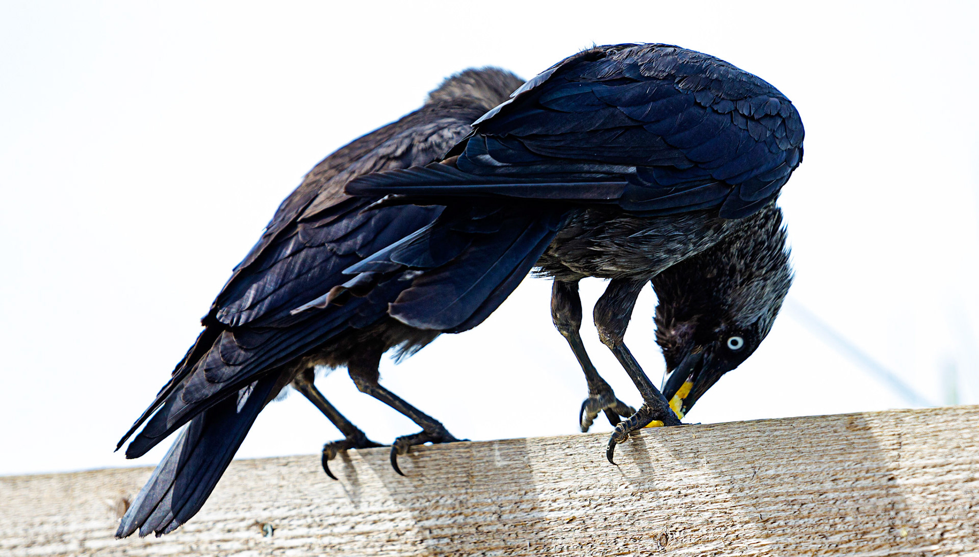 Bembridge IOW 17 July 2022