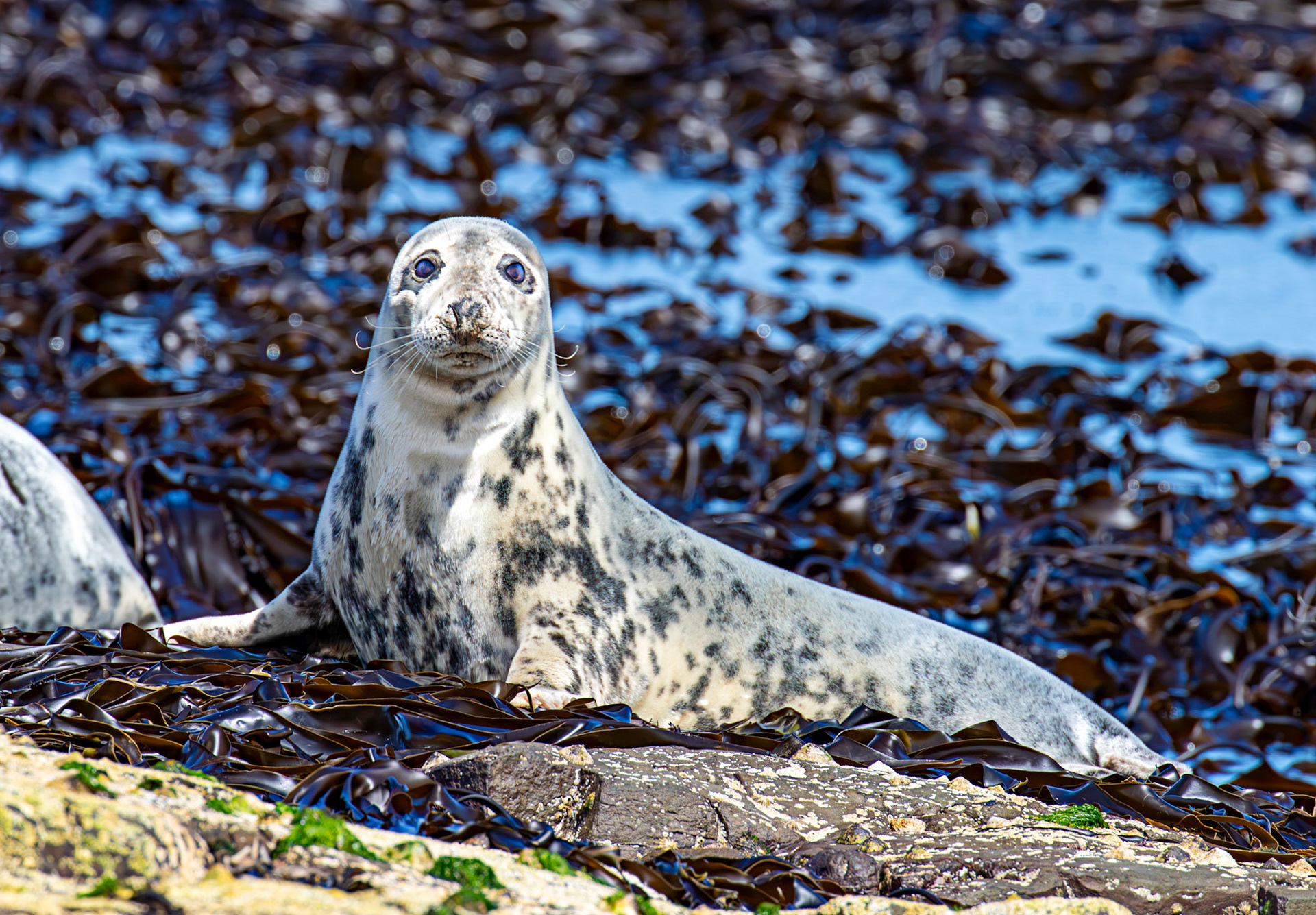Grey Seals - Farne Islands 03 July 2026
