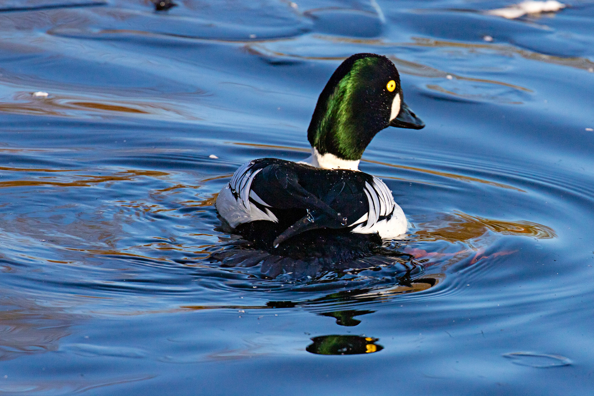 Goldeneye at Hogganfield Loch 10 January 2025