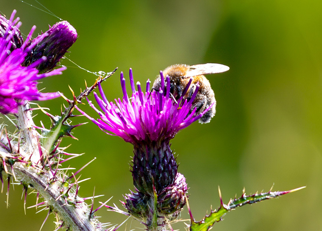 Harperrig 31 July 2024