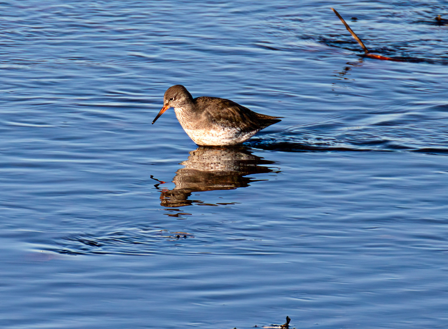 Common Redshank, River Esk Musselburgh 18 November 2024