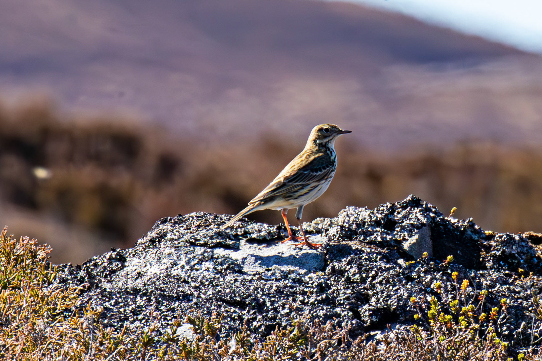 Meadow Pipit. Loch Crocach 30 April 2026