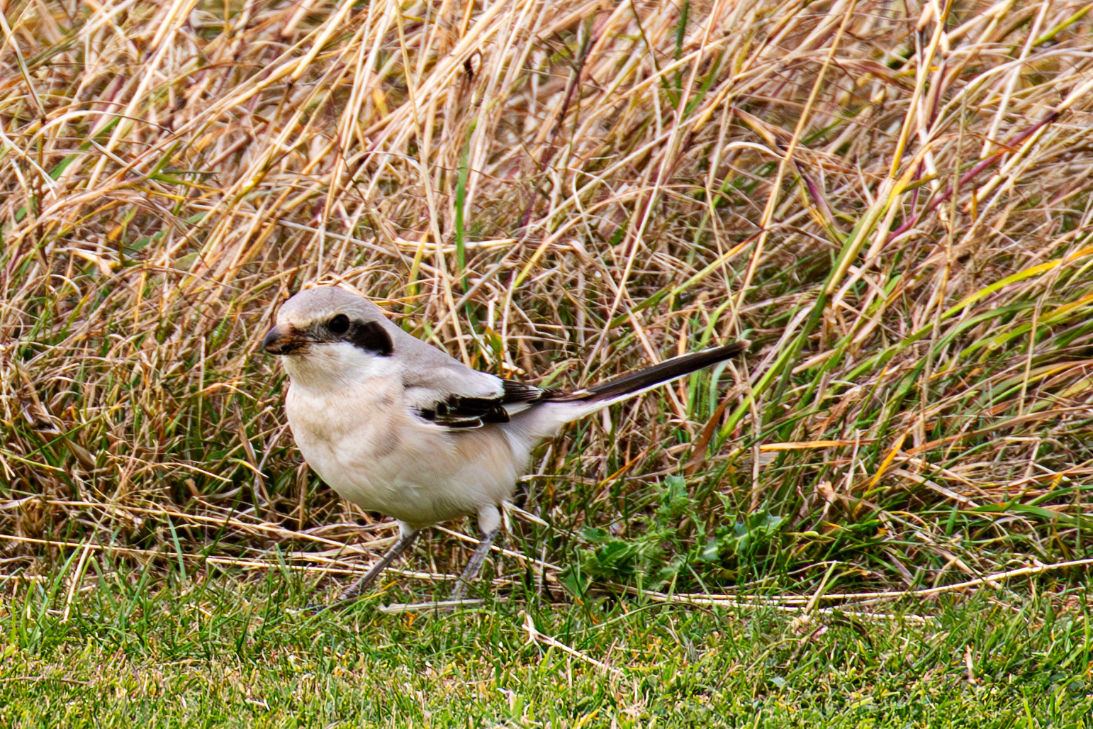 Steppe Grey Shrike in Dunbar 14 Sept 2024