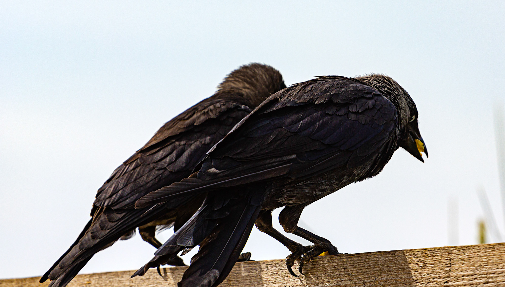 Bembridge IOW 17 July 2022