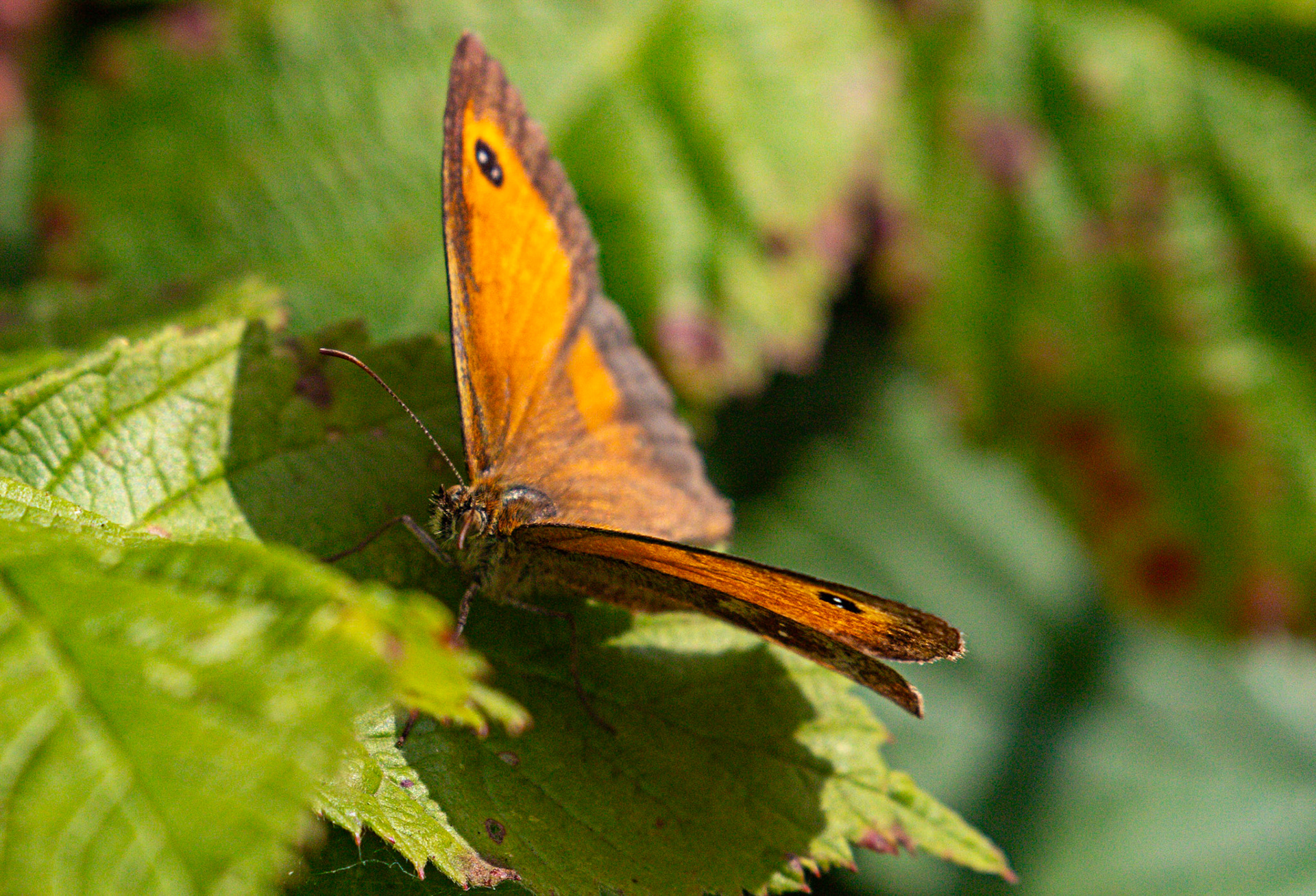 Gatekeeper butterfly (Pyronia tithonus) Walk Thames Path MArlow to Bourne End 06 August 2025
