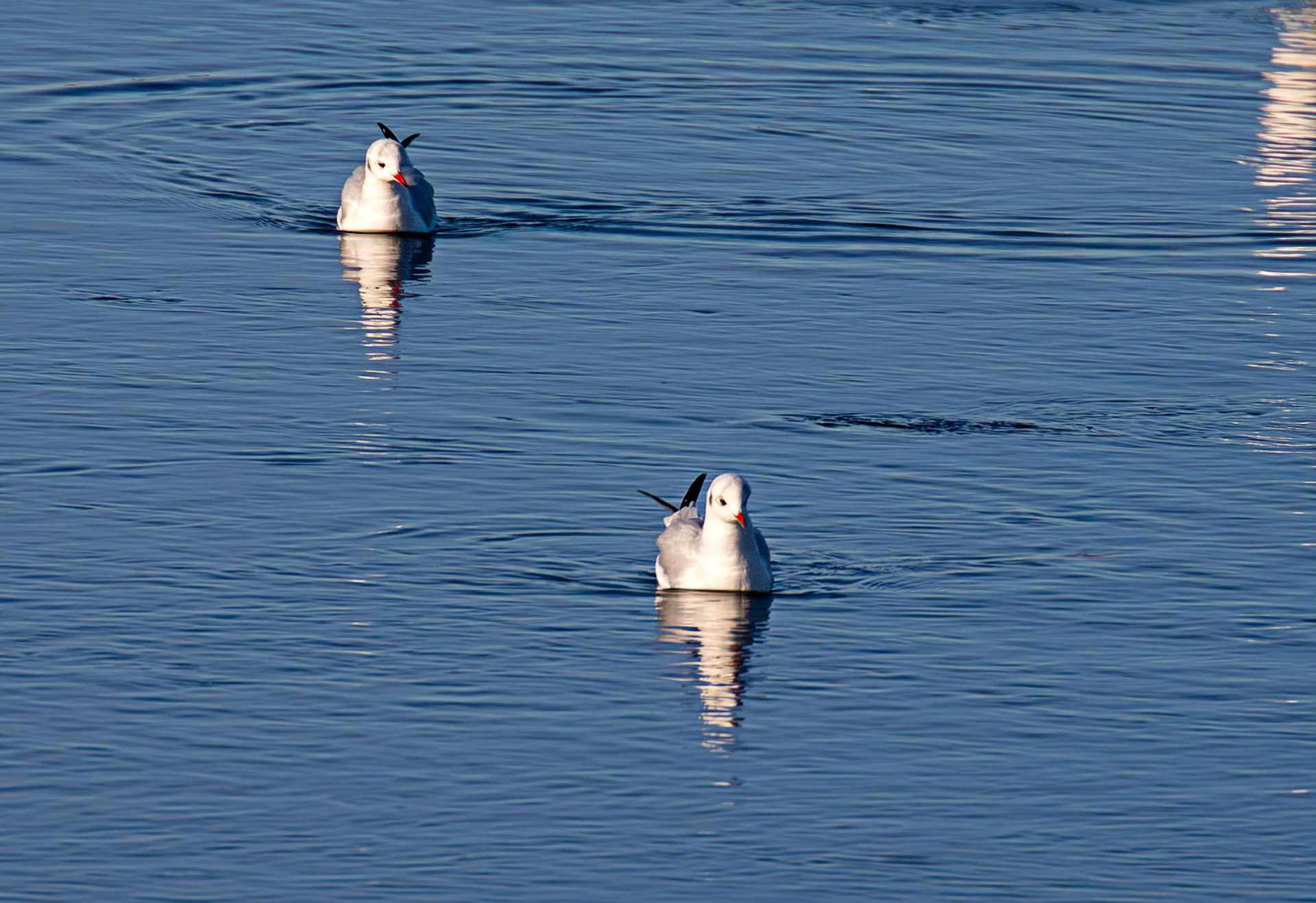 Black Headed Gull, River Esk Musselburgh 18 November 2024