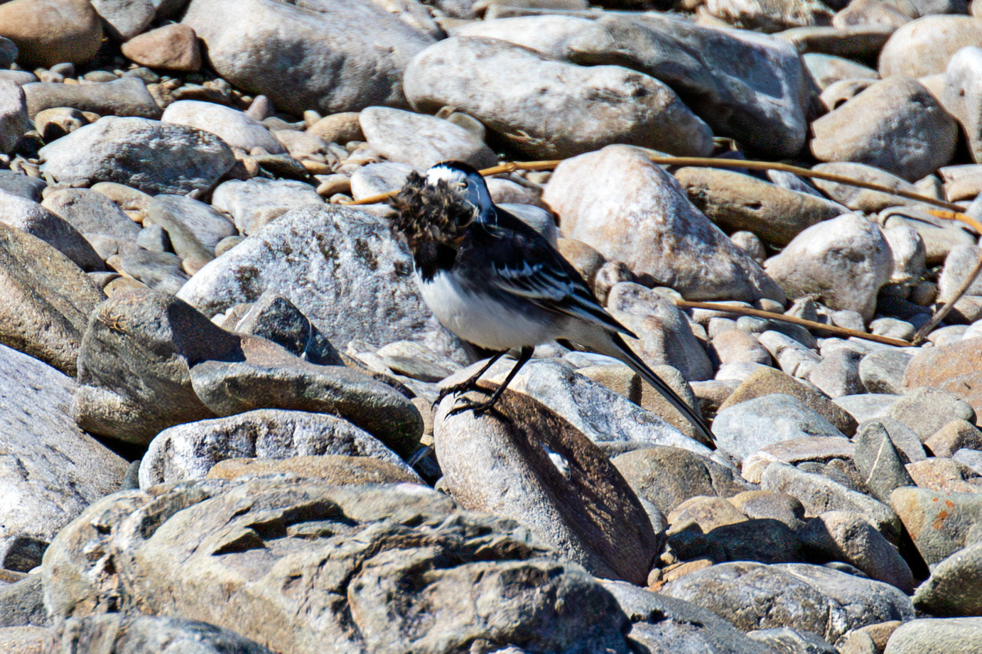 Pied Wagtail by the Leithen Water, Moorfoot Hills