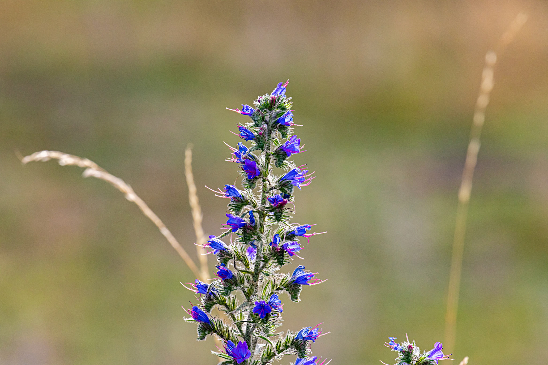 Barns Ness 30 Sep 2025 plant: Viper's bugloss