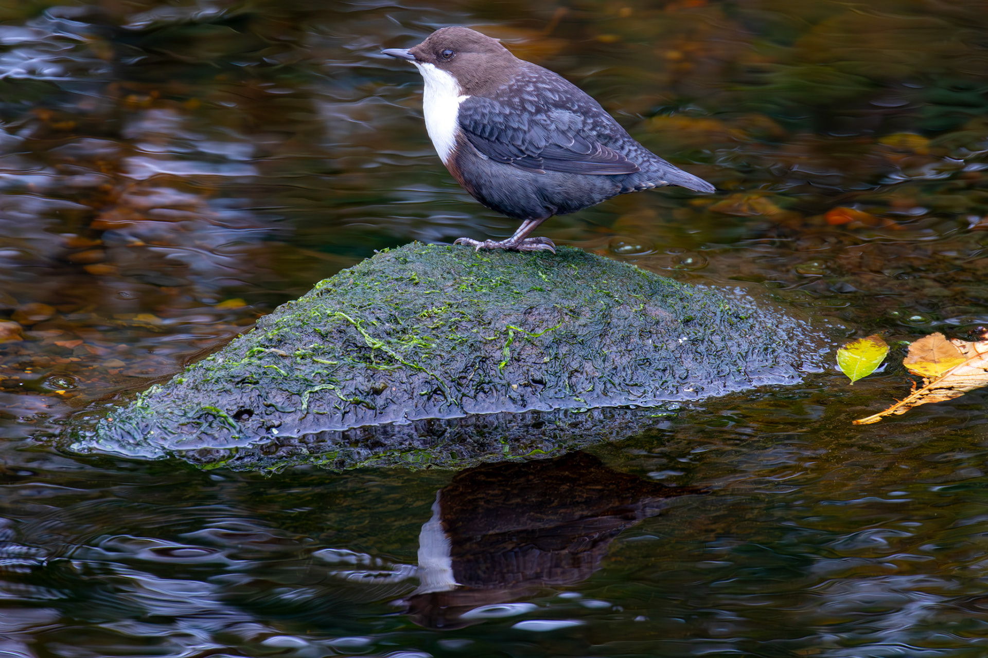 Largs 08 October 2024