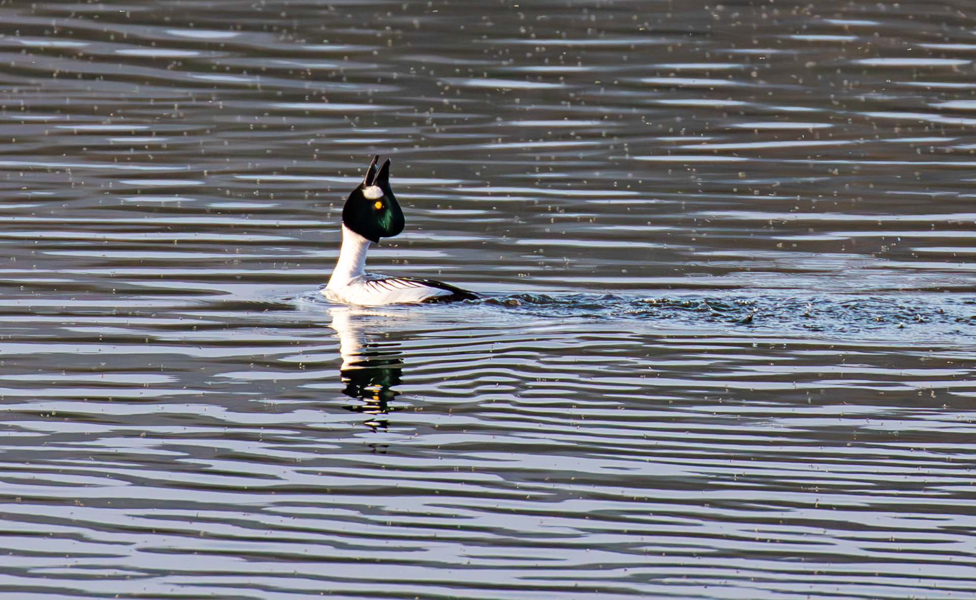 Goldeneye at Linlithgow Loch 18 March 2026