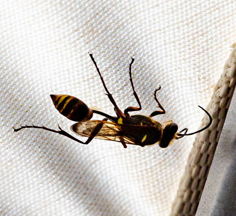 Monteriggioni 22 June 2024