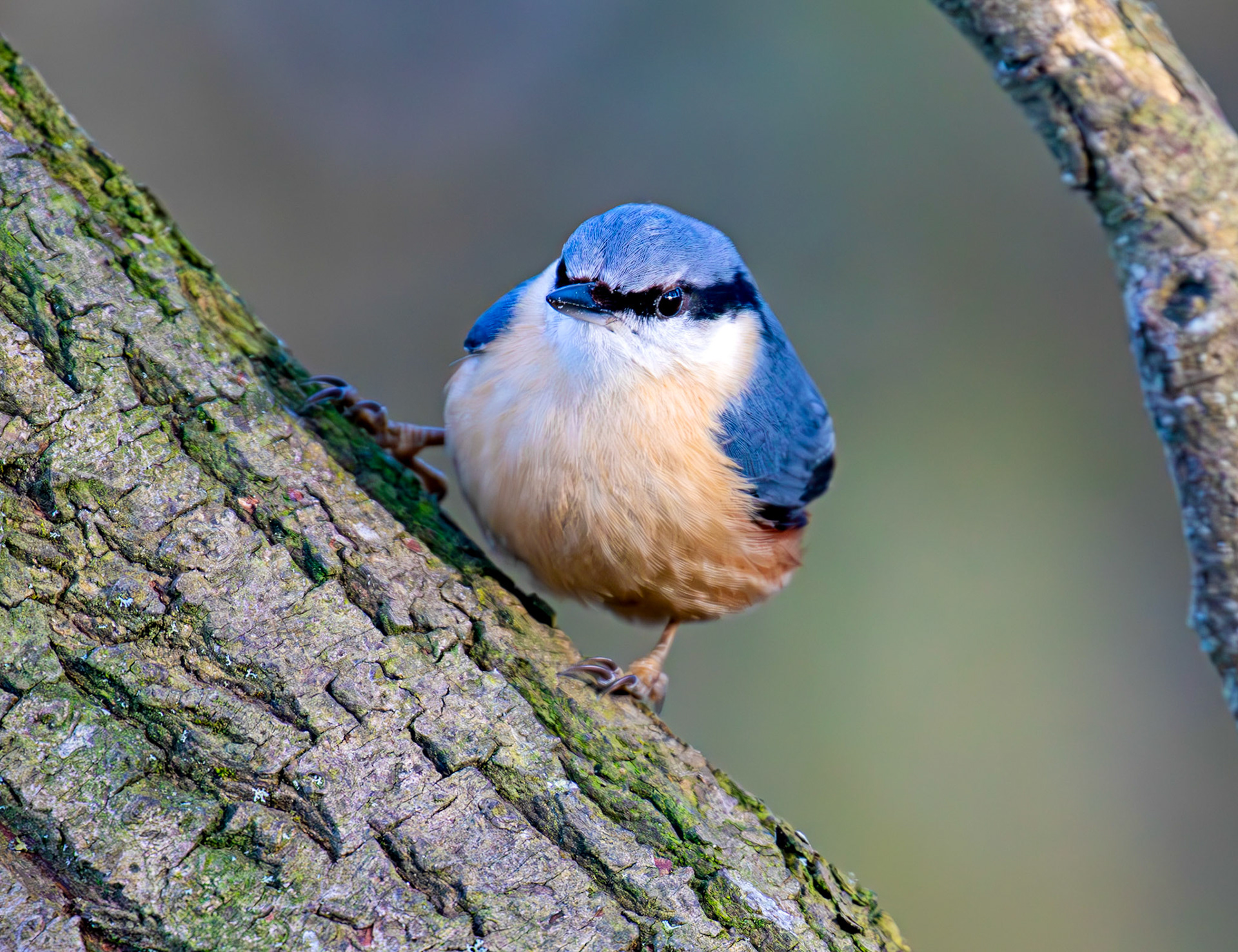 Nuthatch at Bavelaw 30 January 2025