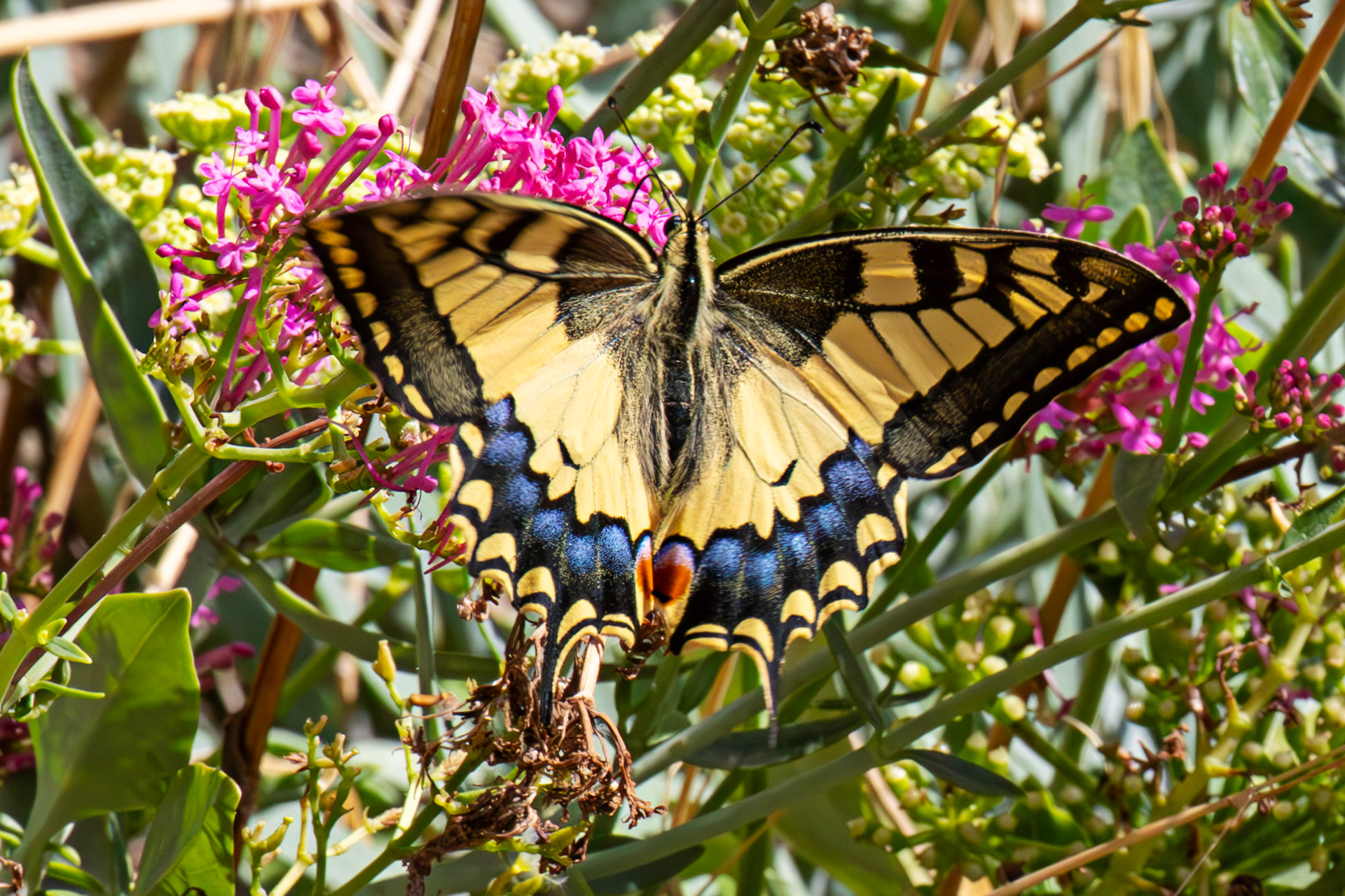 Swallowtail Butterfly - Riomaggiore 06 Sept 2025