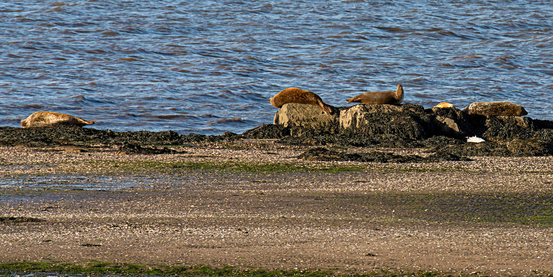 Grey Seals - Blackness 09 August 2026
