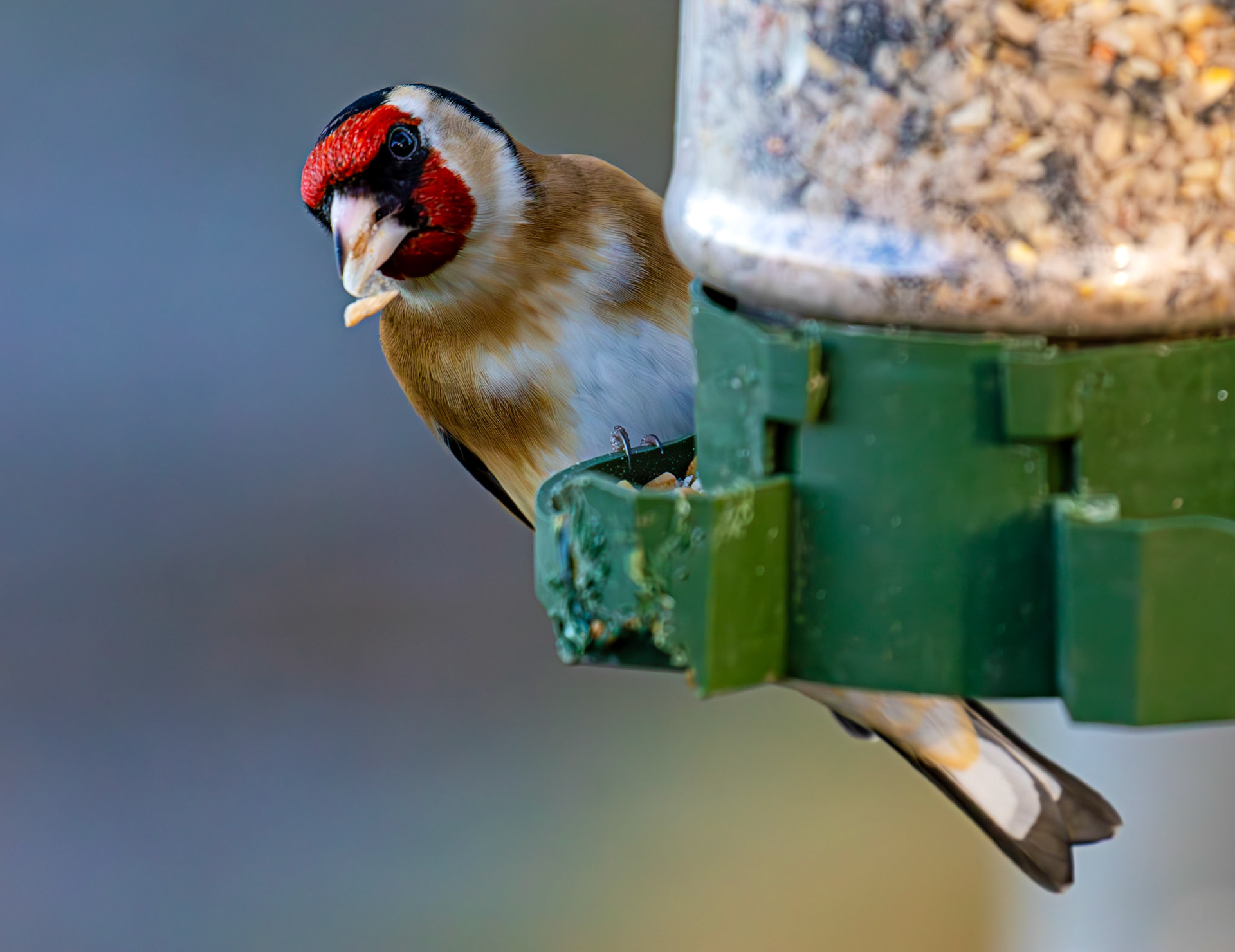 Goldfinch at Bavelaw 30 January 2025