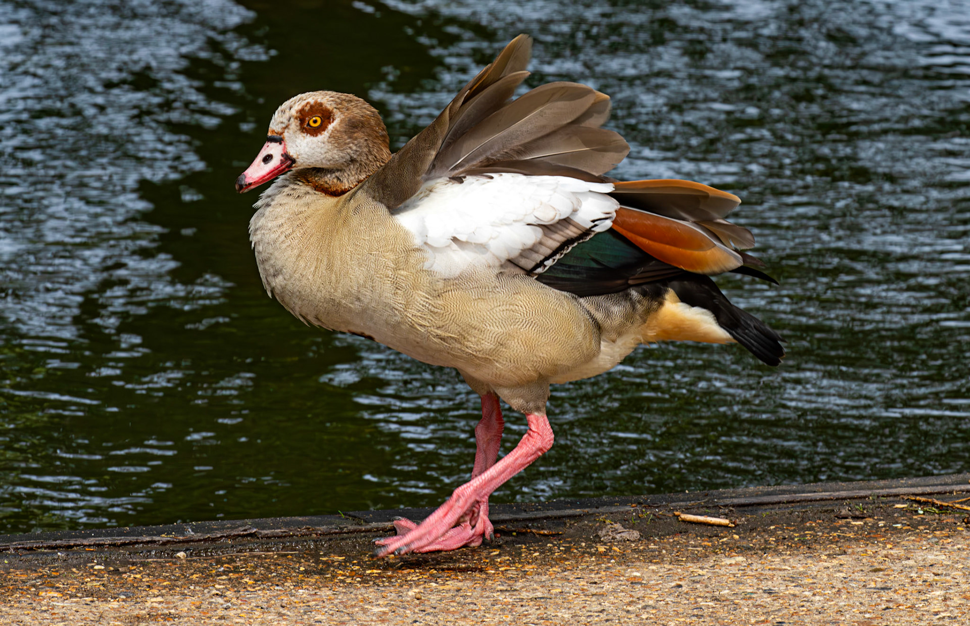 Windsor 06 August 2025