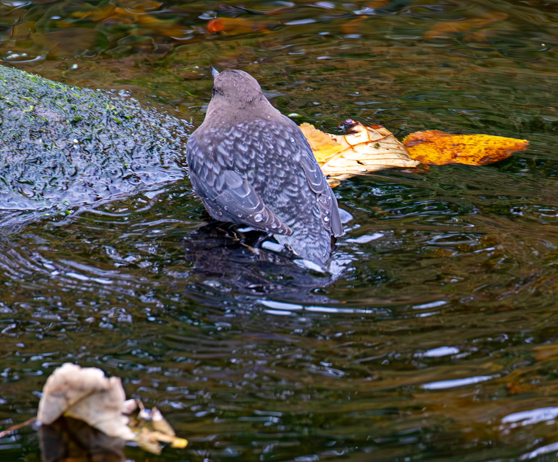 Largs 08 October 2024