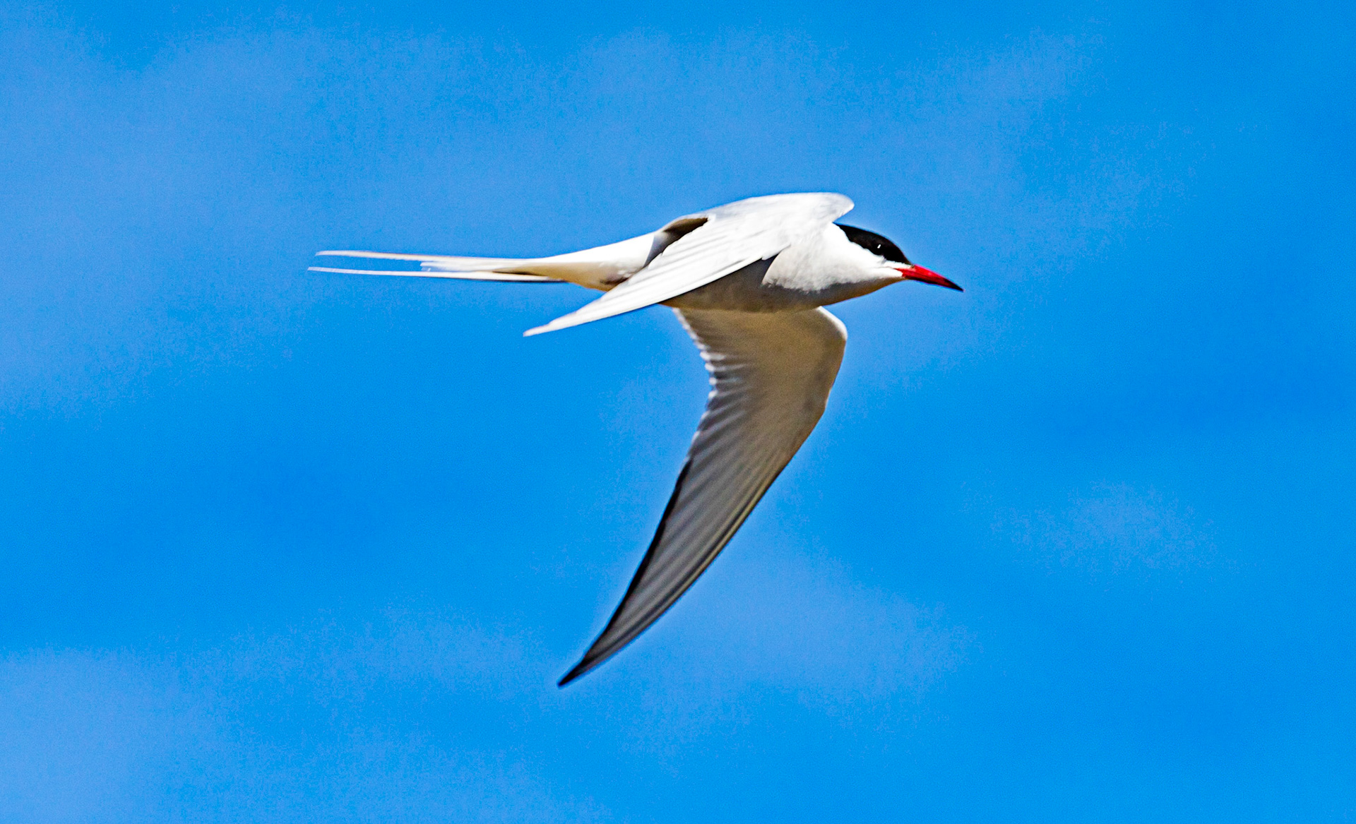 Isle of May - 04 June 2022