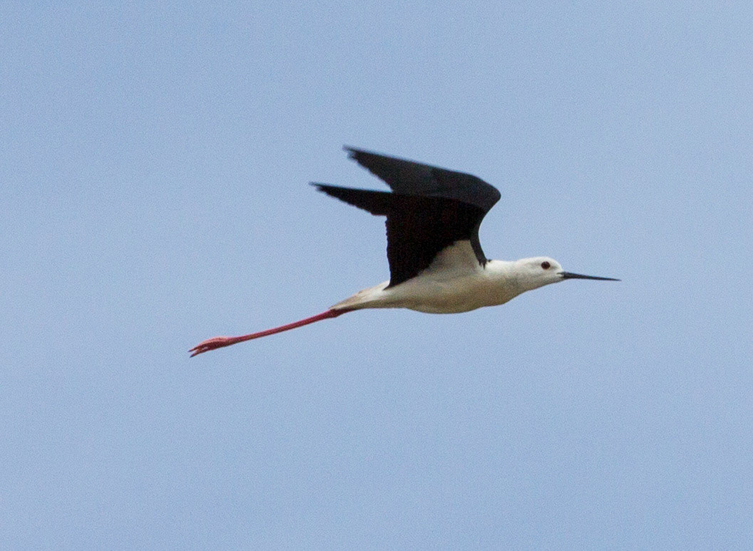 Black-Winged Stilt in Tavira, Algarve, Portugal. Please see my Photographs of Portugal at: http://www.jamespdeans.co.uk/p116503744