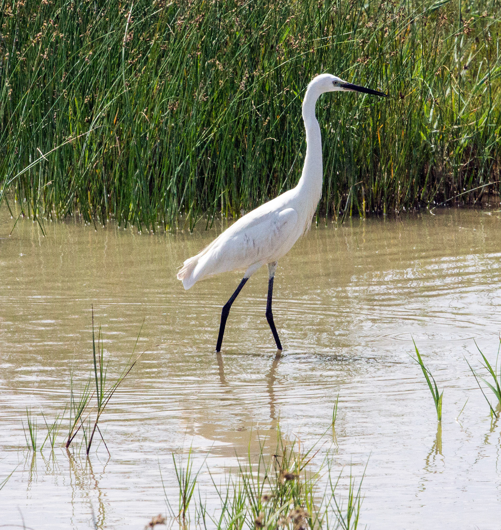 Parc Natural de s'Albufera de MallorcaPlease see my other Photographs at: www.jamespdeans.co.uk