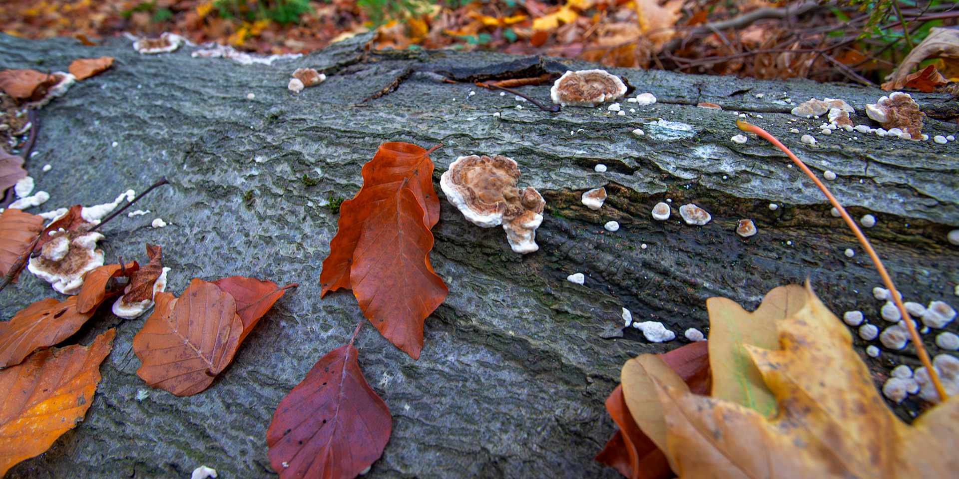 Hairy Curtain Crust (Stereum hirsutum) Deans Woods - 07 November 2025