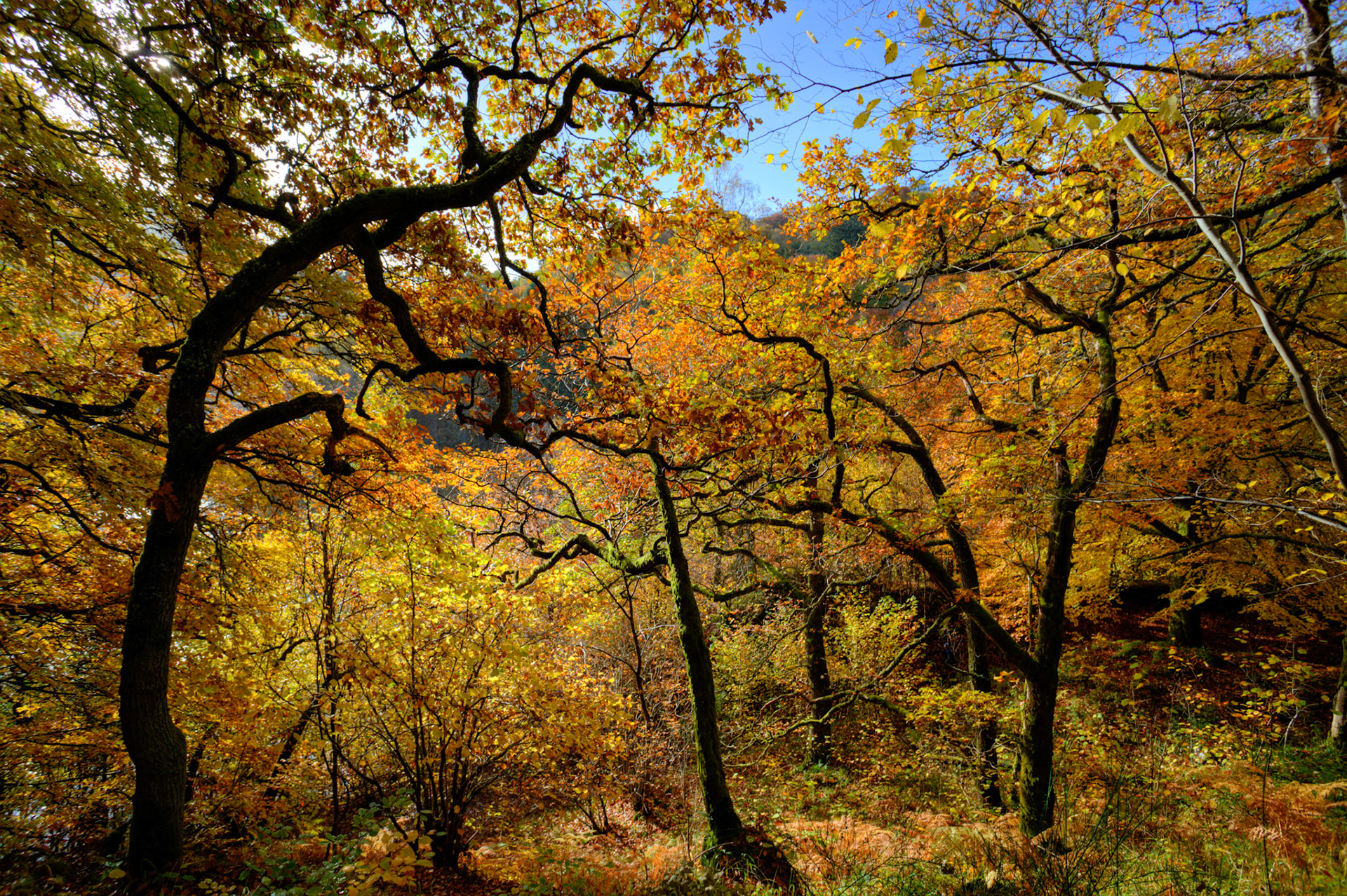 Killiecrankie. Autumnal Tour around Perthshire 19 October 2024