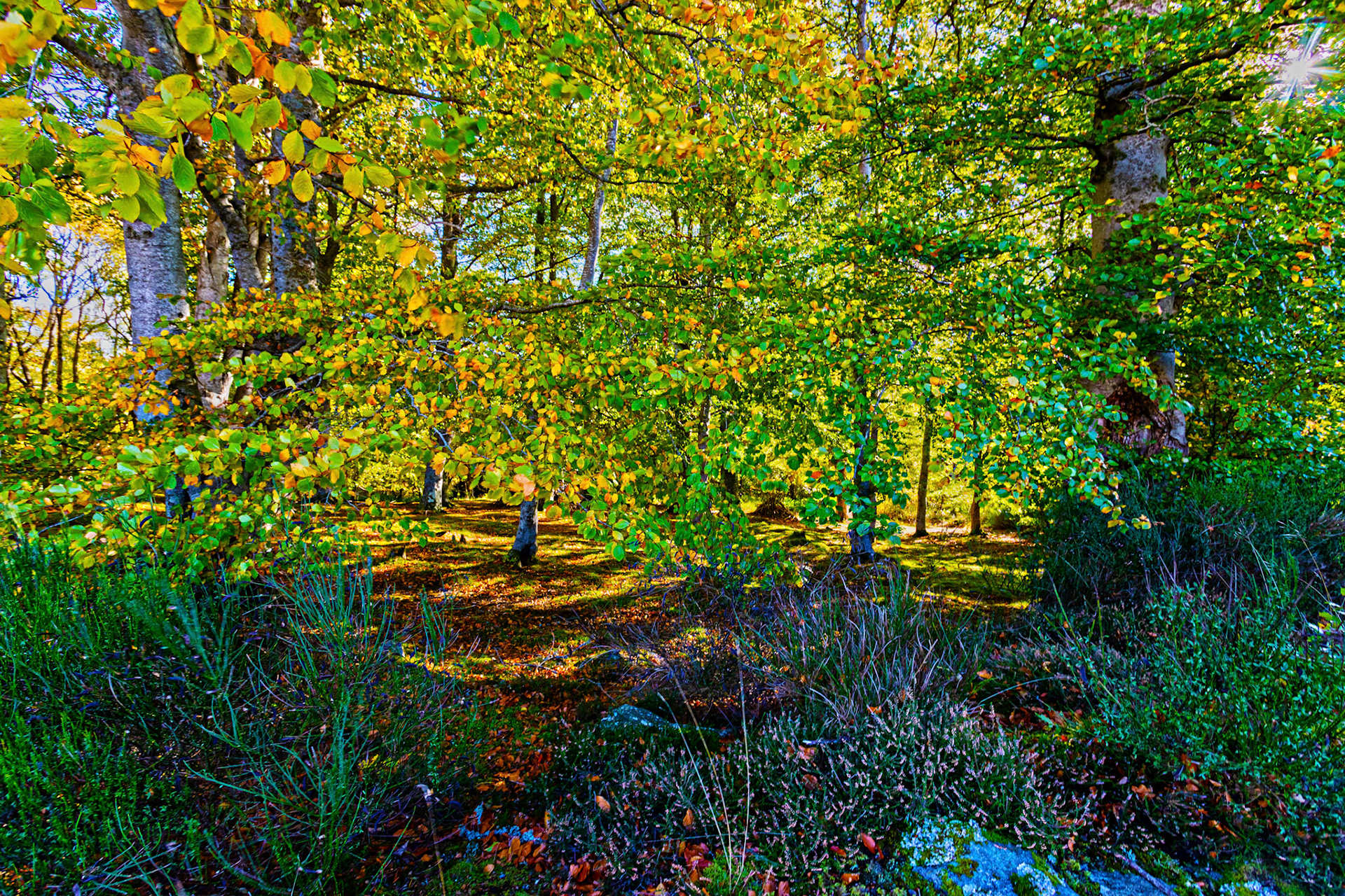 Autumn in Aberdeenshire 14 to 16 October 2022