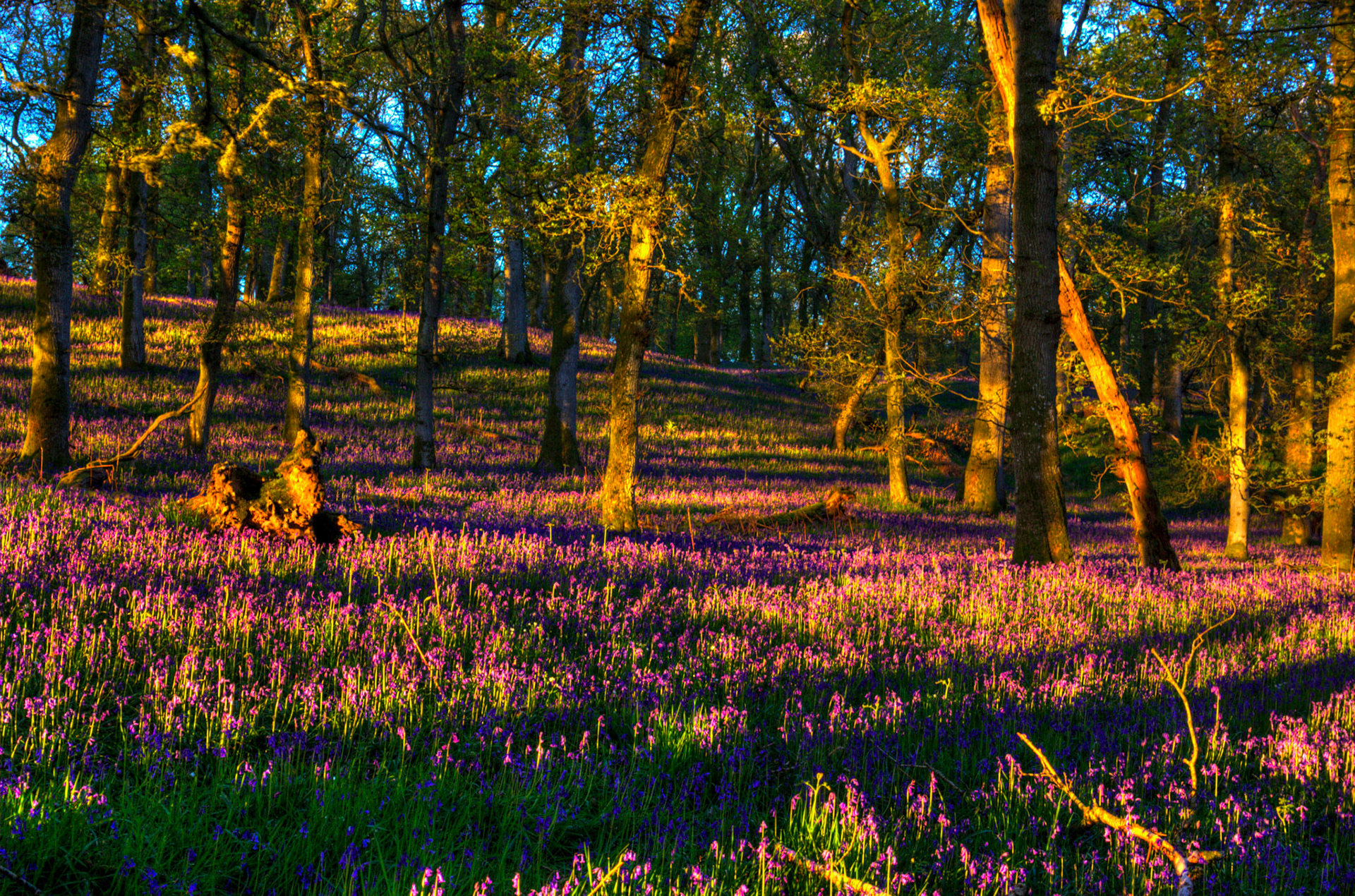 Kinclaven Bluebell Woods 16 May 2026