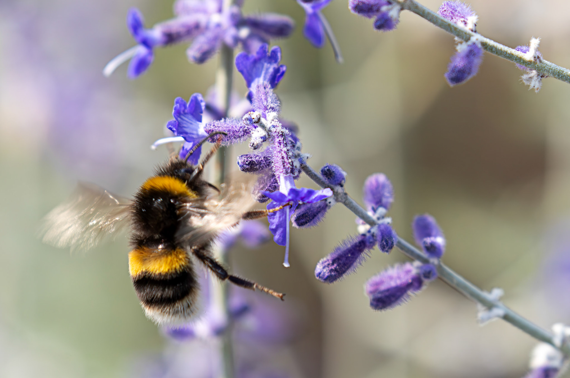 Buff-tailed Bumblebee (Bombus terrestris) Slough 05 August 2025