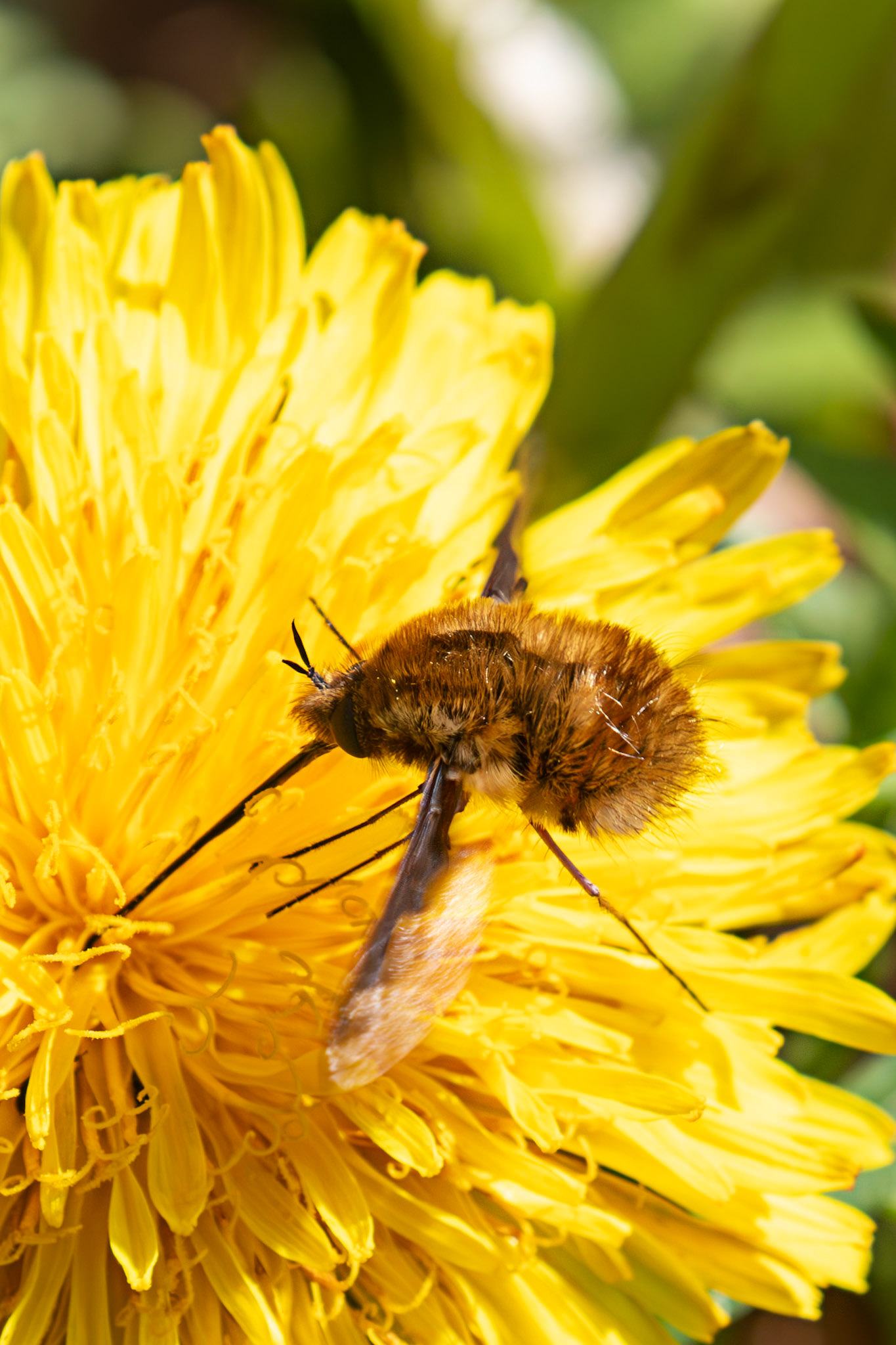 Whitehouse Wood near Kelty 20 April 2025