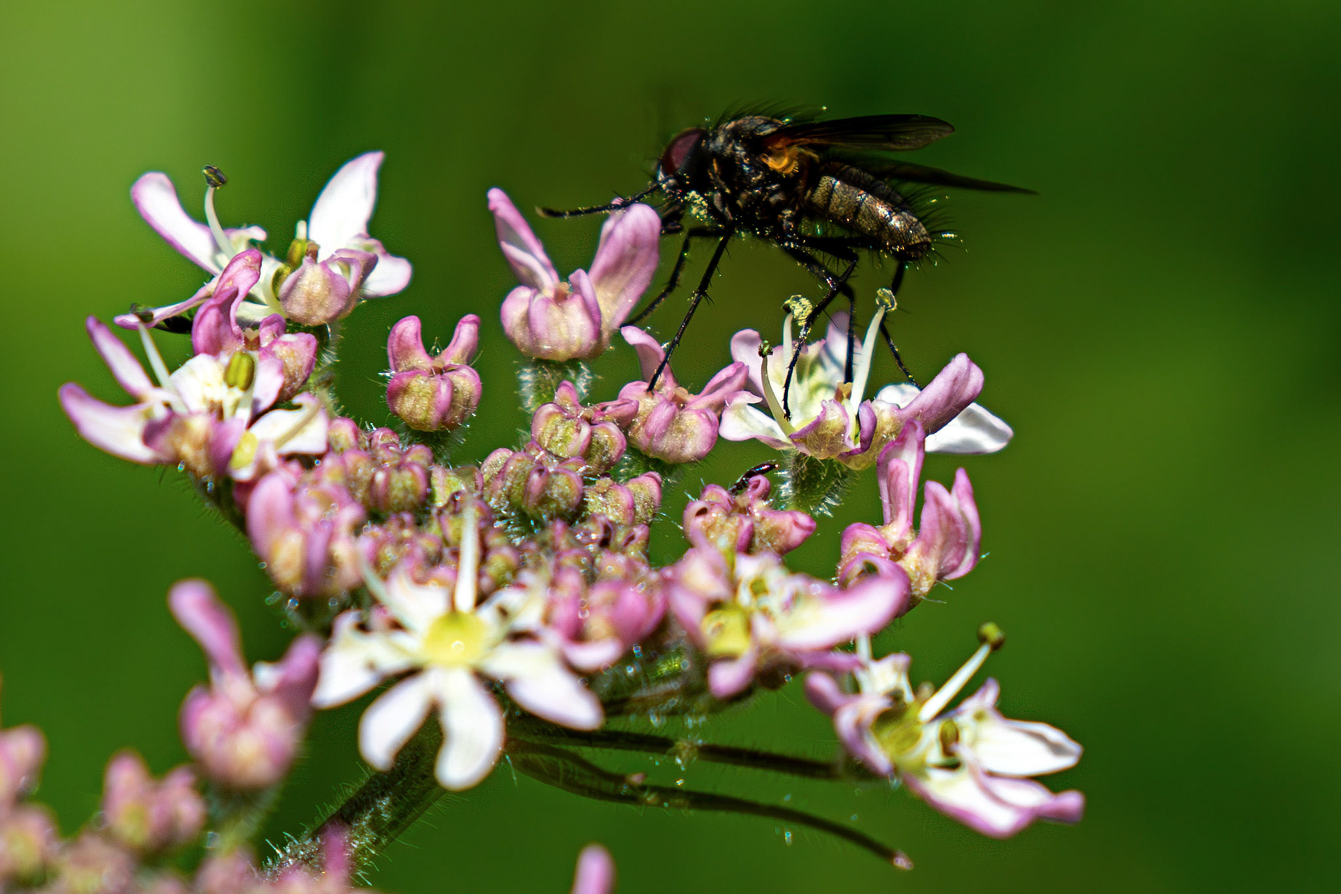 dagger fly (Empis tessellata) at The Knock, Bathgate Hills 20 June 2026