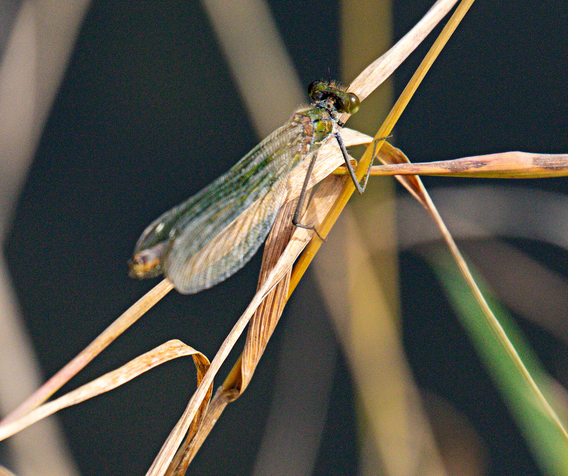 Banded Demoiselle (Calopteryx splendens) Walk Thames Path MArlow to Bourne End 06 August 2025