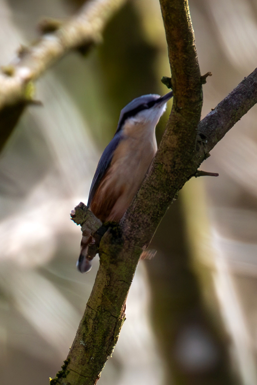 Nuthatch from a Walk at Murieston 15 March 2025