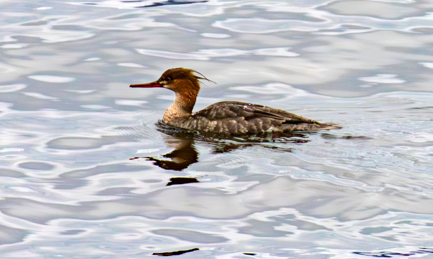 Red Breasted Merganser - Gourock 26 March 2025