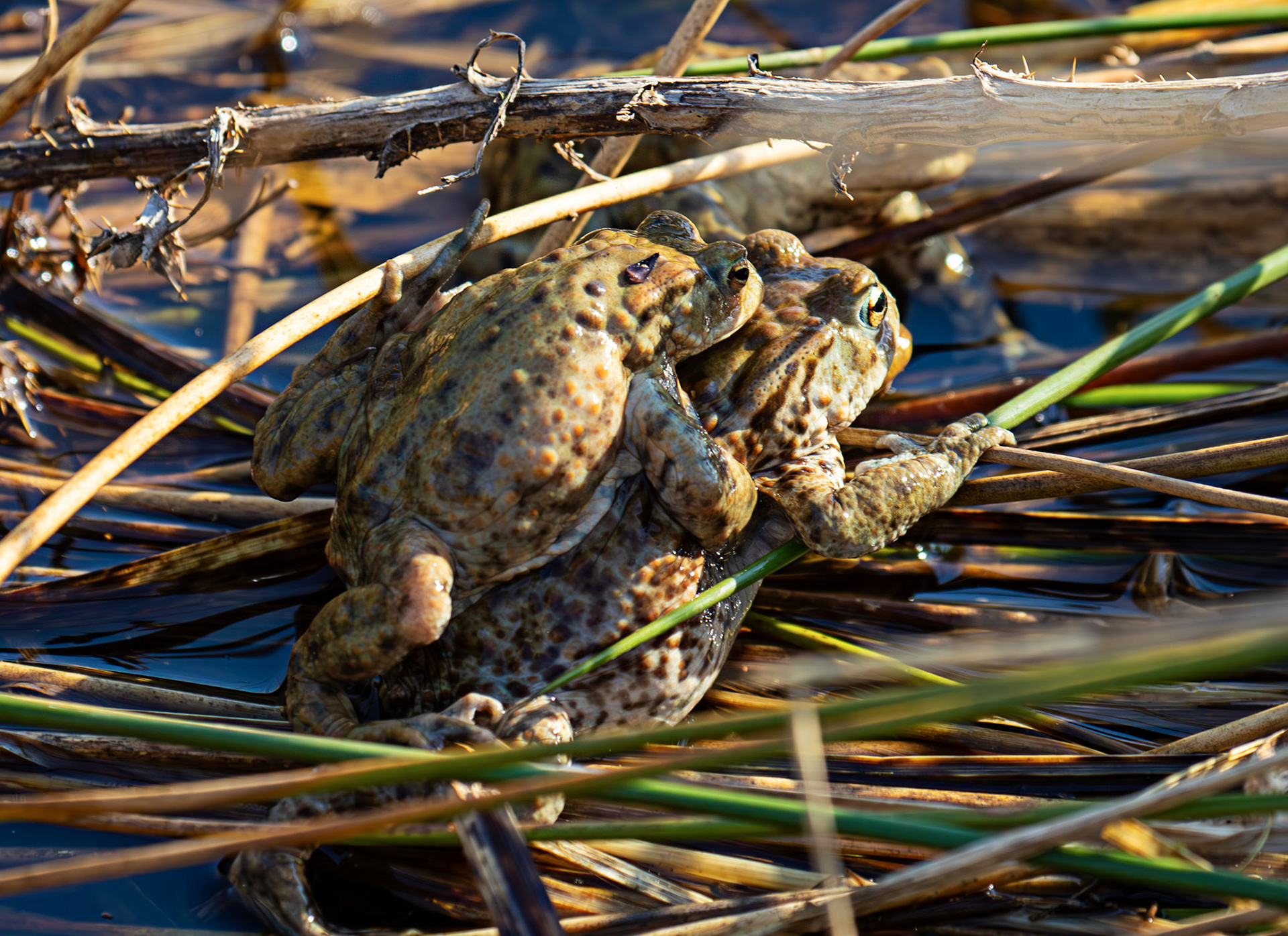 Common Toads mating at Black Devon Wetlands 20 March 2026