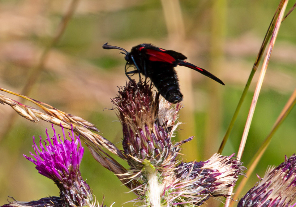 Herperrig Insects 23 July 2024