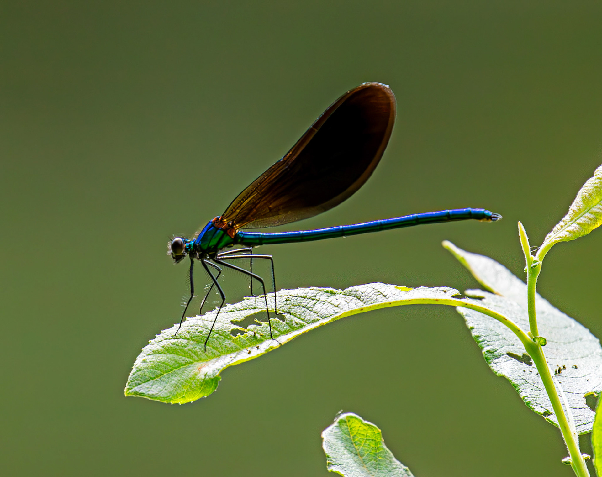 Banded Demoiselle (Calopteryx splendens) Banbridge 25 July 2025