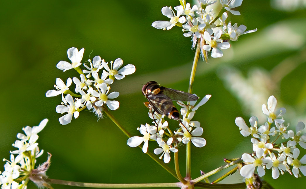 Path of Condie 11 May 2025