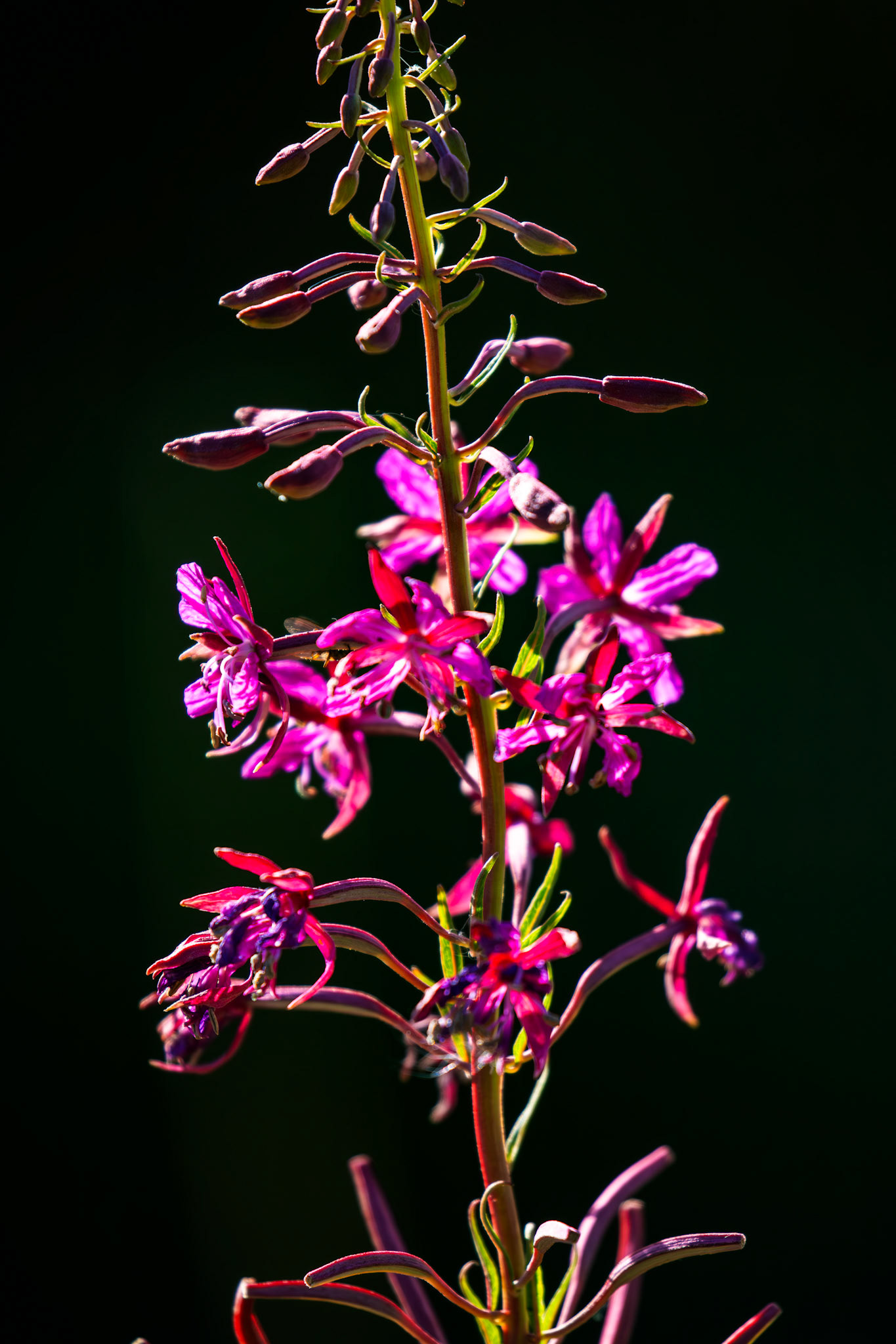 The Knock 12 Sept 2024