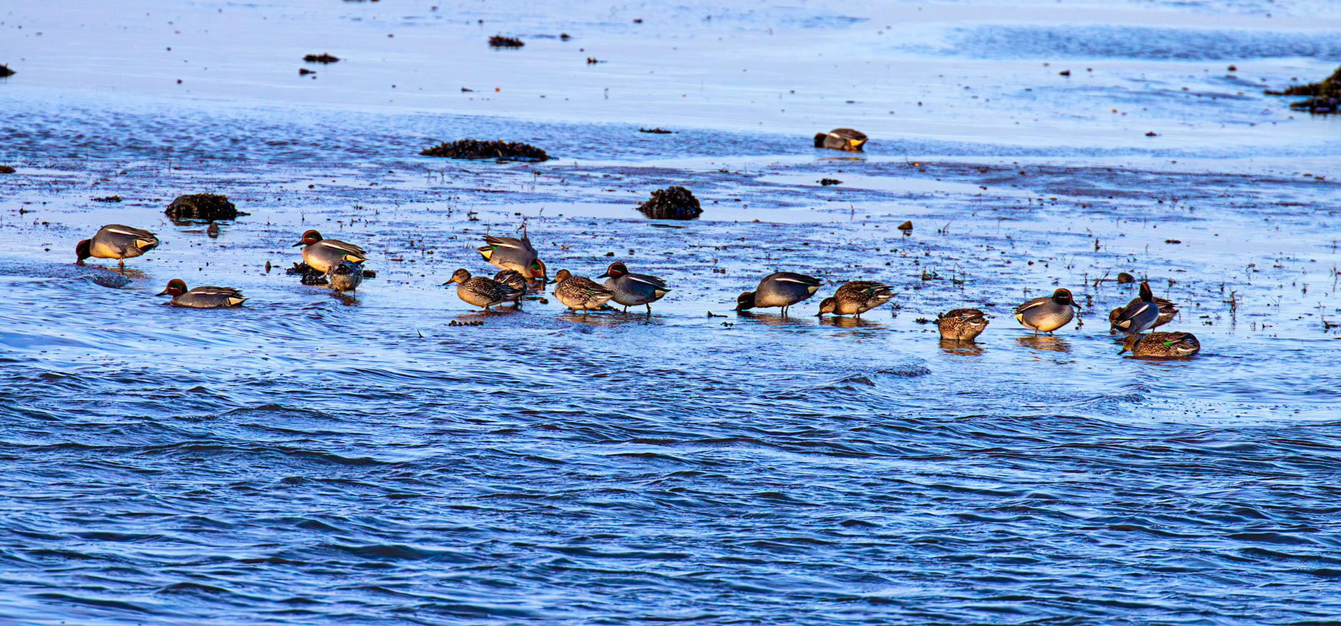Teal at Aberlady, East Lothian - 05 February 2025