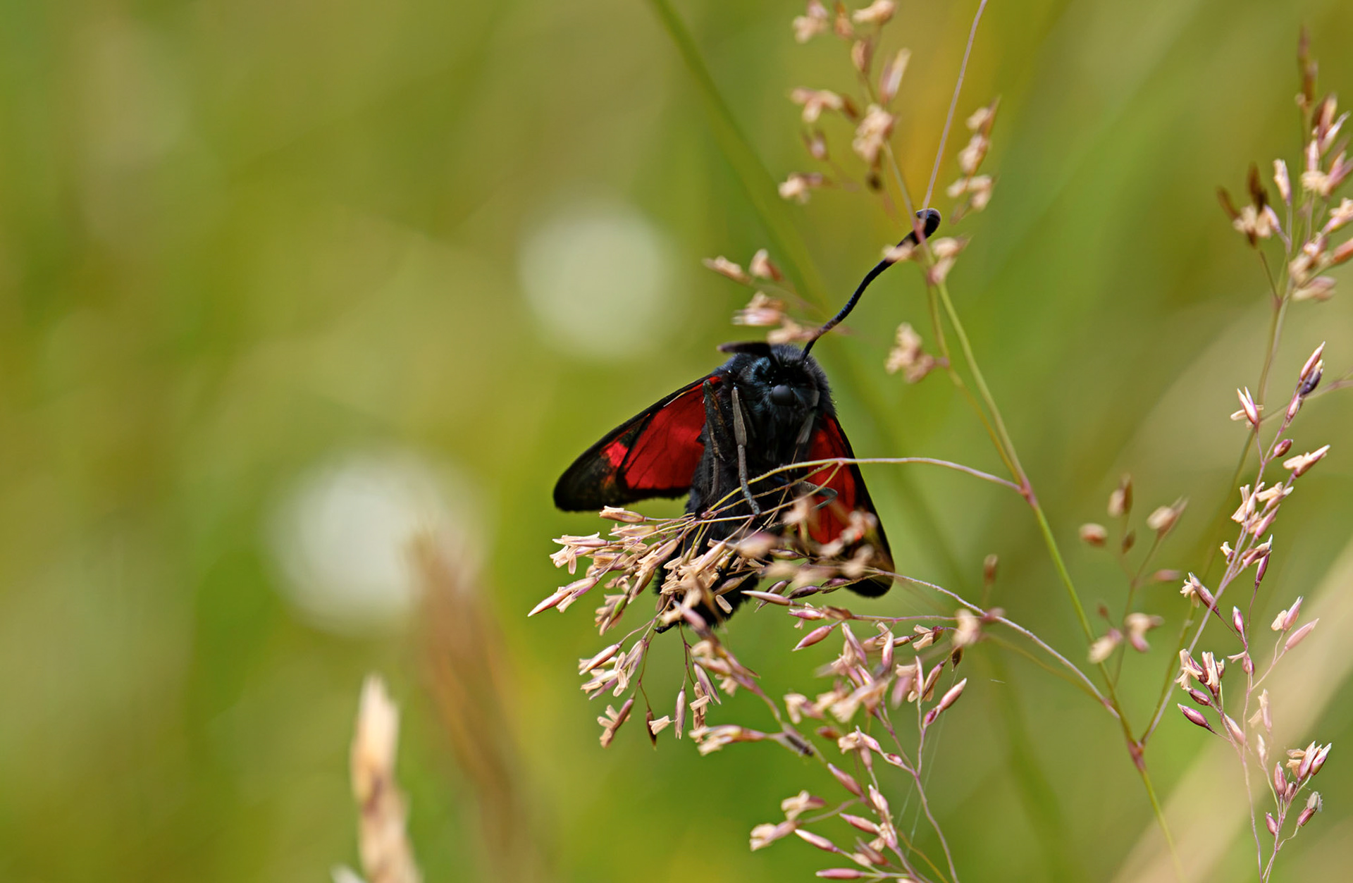 Six-spot burnet moth (Zygaena filipendulae) - Harperrig 14 July 2026
